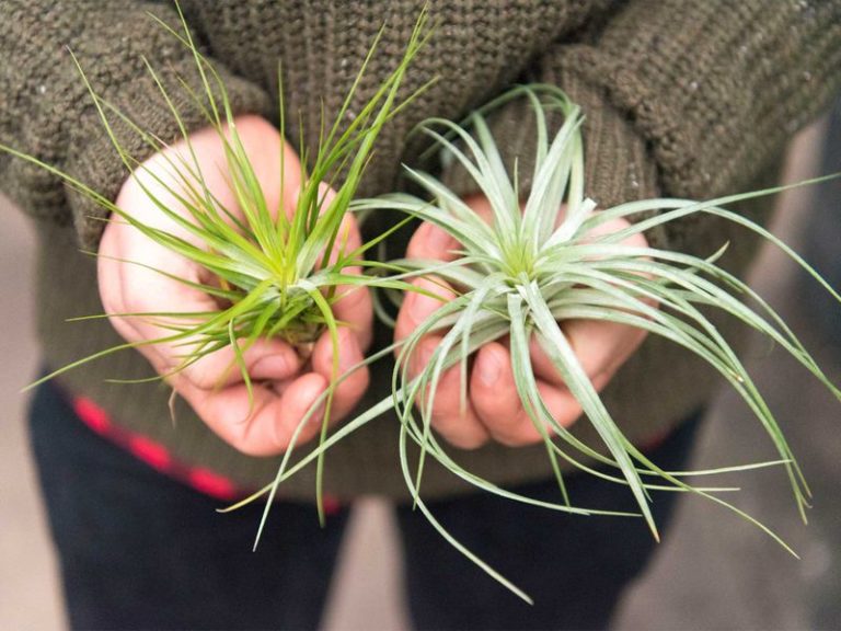 Tillandsia Que sont les plantes aériennes et comment les entretenir