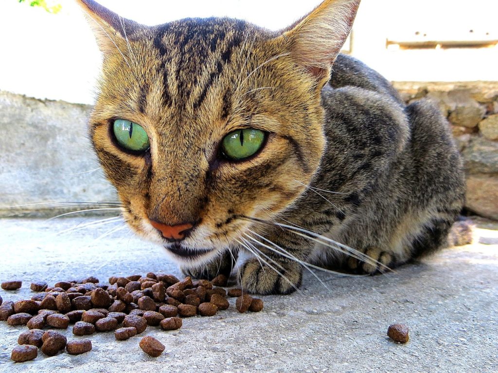 Les Distributeurs De Croquettes Automatiques Pour Chat Glouton