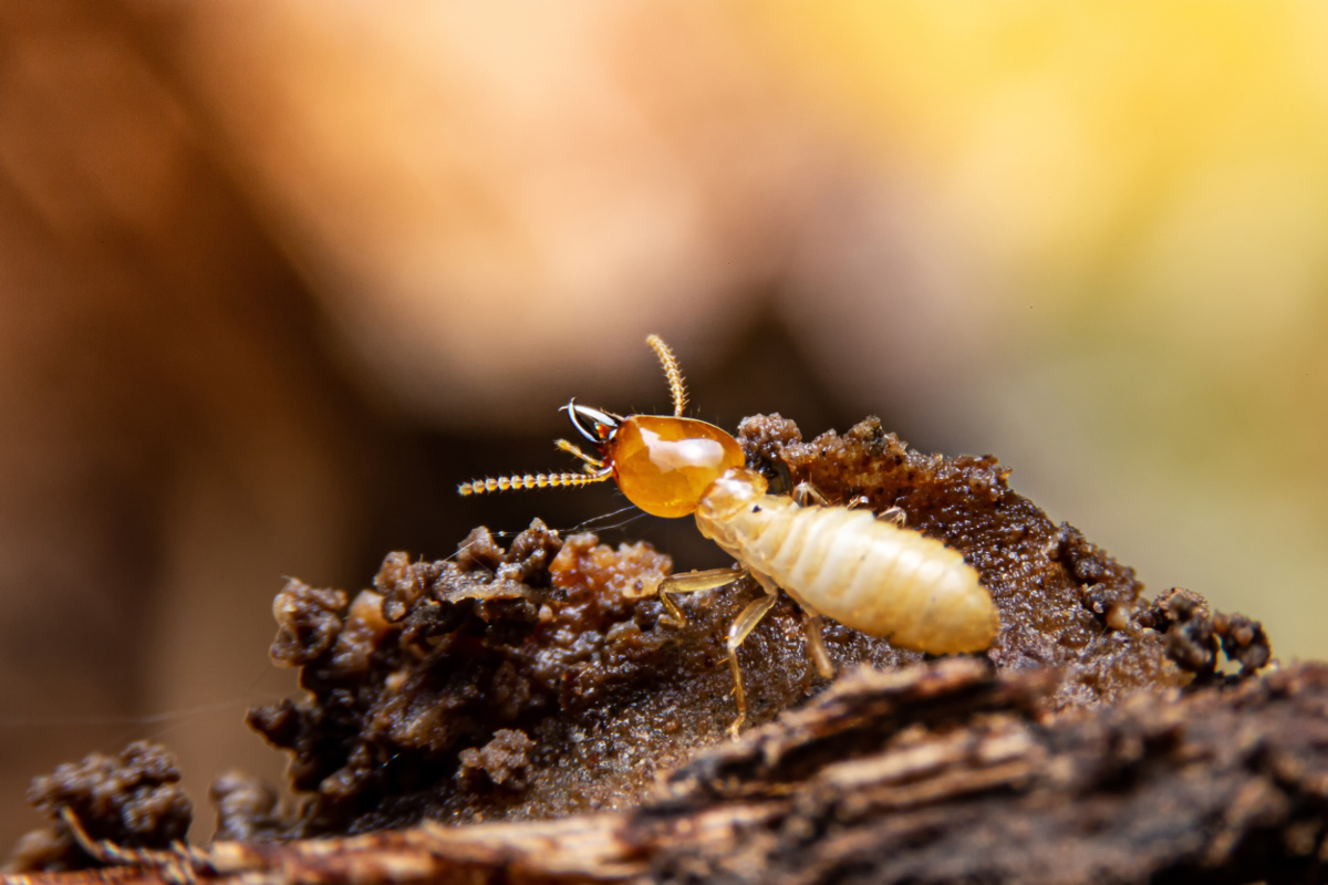 termite