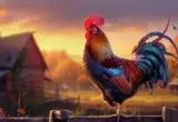 faire taire coq