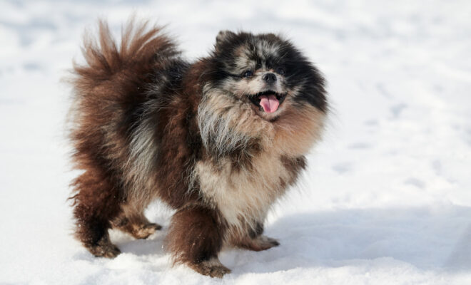 races de chiens